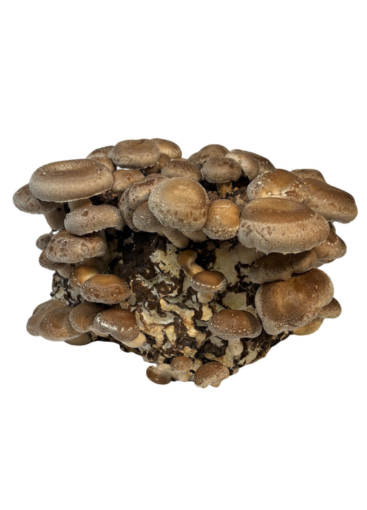 Shiitake Kit Blocco di Fruttificazione