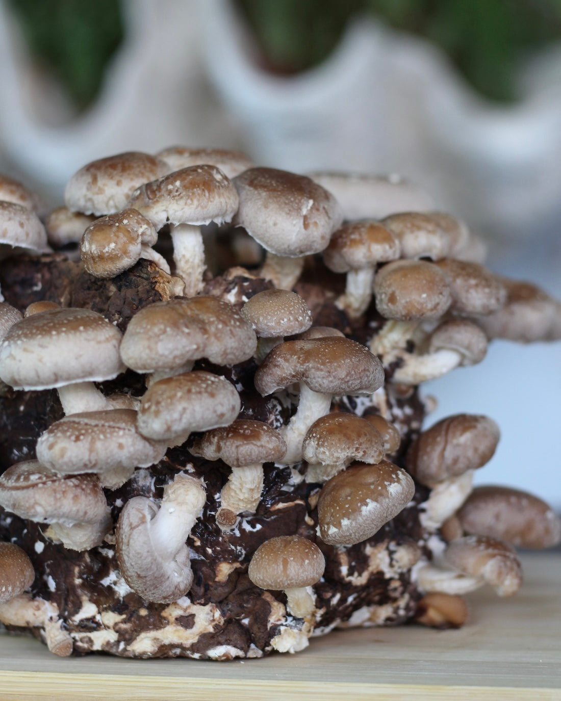 Shiitake Kit Blocco di Fruttificazione