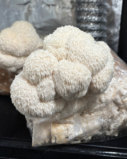 Criniera di Leone Kit Blocco di Fruttificazione