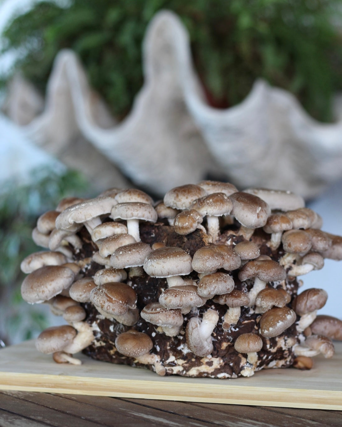 Shiitake Kit Blocco di Fruttificazione