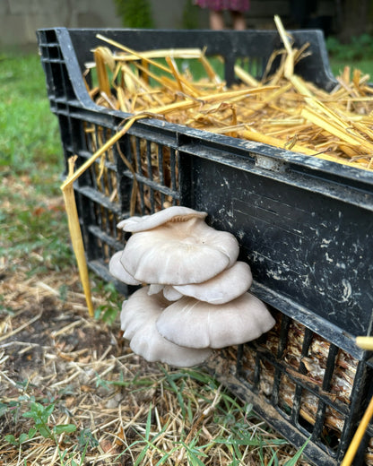 Grappolo di funghi Ostrica (Pleurotus Ostreatus) cresciuti sul lato di una cassetta di plastica contenente un substrato di paglia.