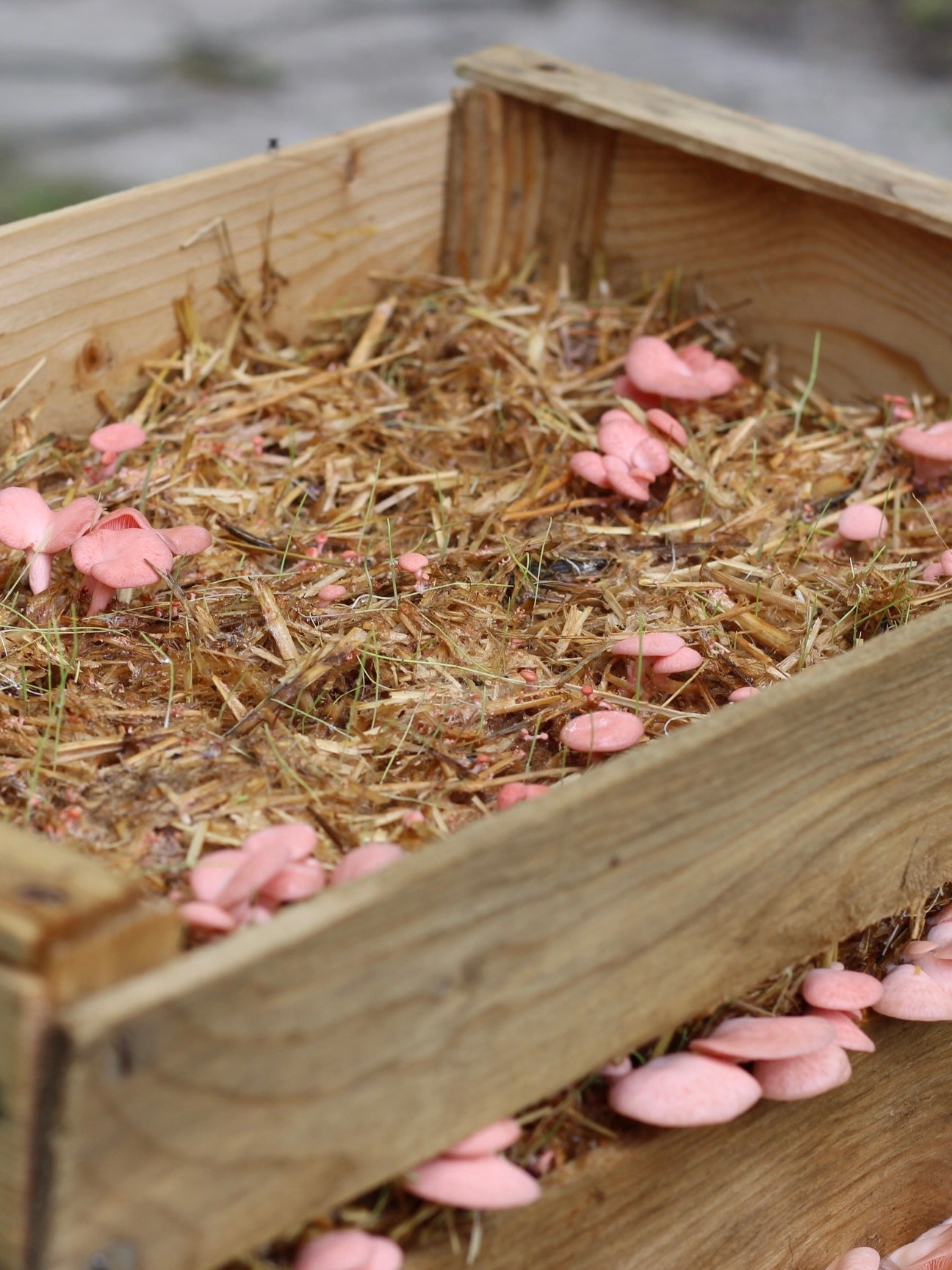Kit per Cassetta di Funghi Ostrica Rosa
