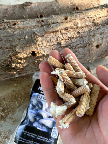 Una mano mostra alcuni chiodi di micelio di fungo Ostrica Blu (Pleurotus Columbinus). Sullo sfondo è visibile una confezione di tasselli di micelio e un tronco.