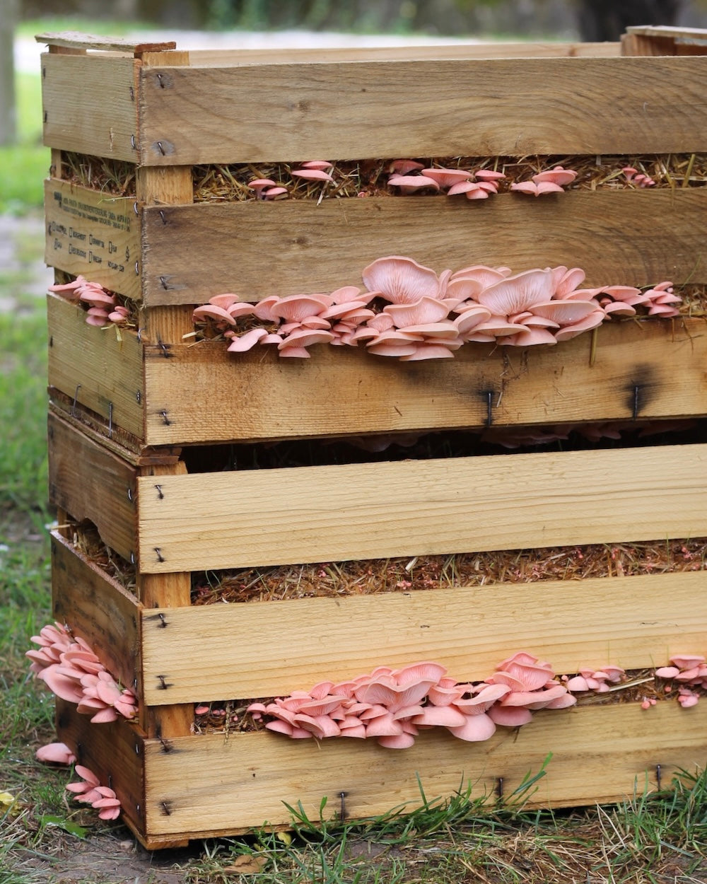 Kit per Cassetta di Funghi Ostrica Rosa