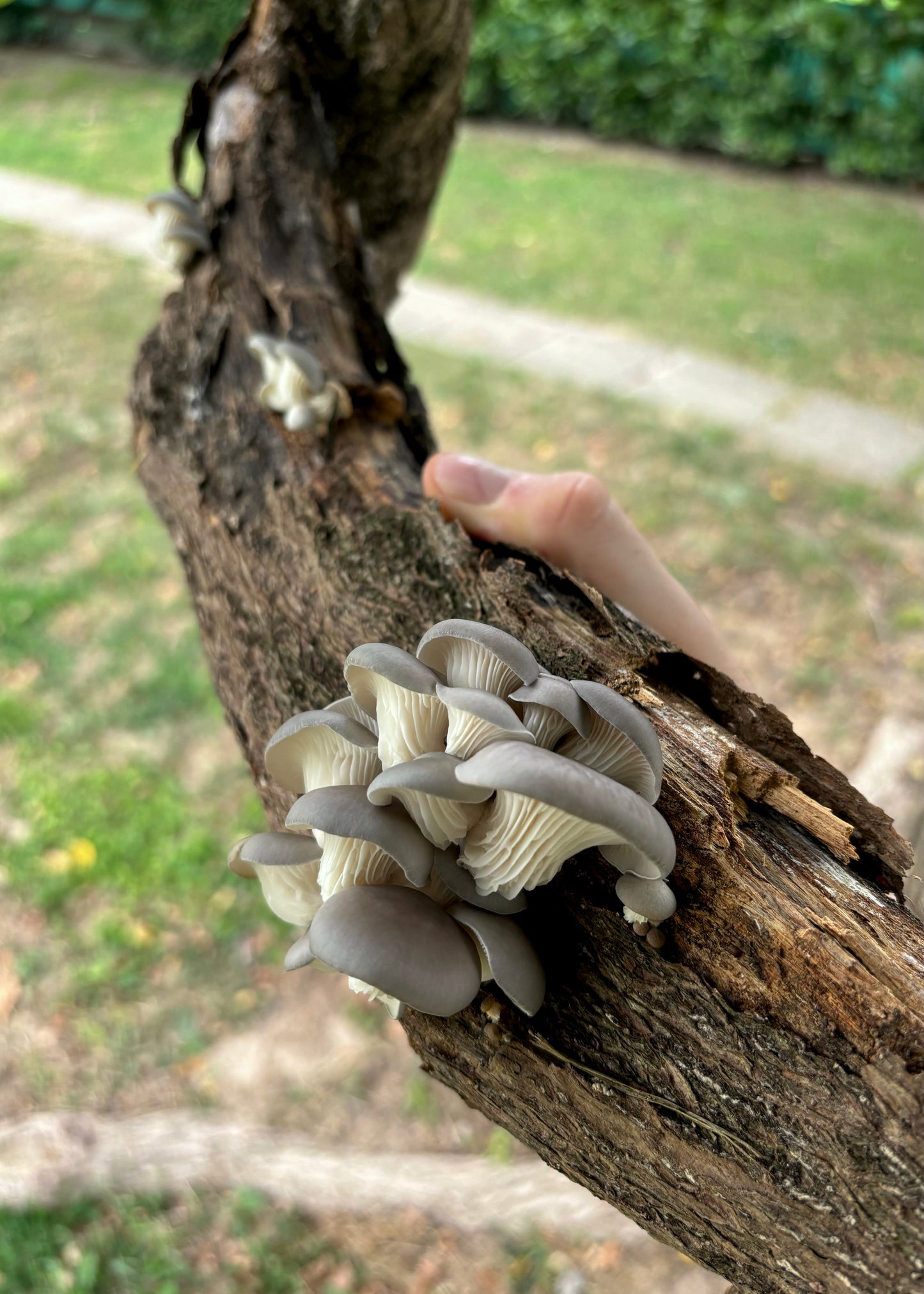 Funghi Ostrica (Pleurotus Ostreatus) coltivati su un tronco di legno. I funghi sono disposti a grappolo con cappelli lisci, mentre le lamelle sono visibili nella parte inferiore. 