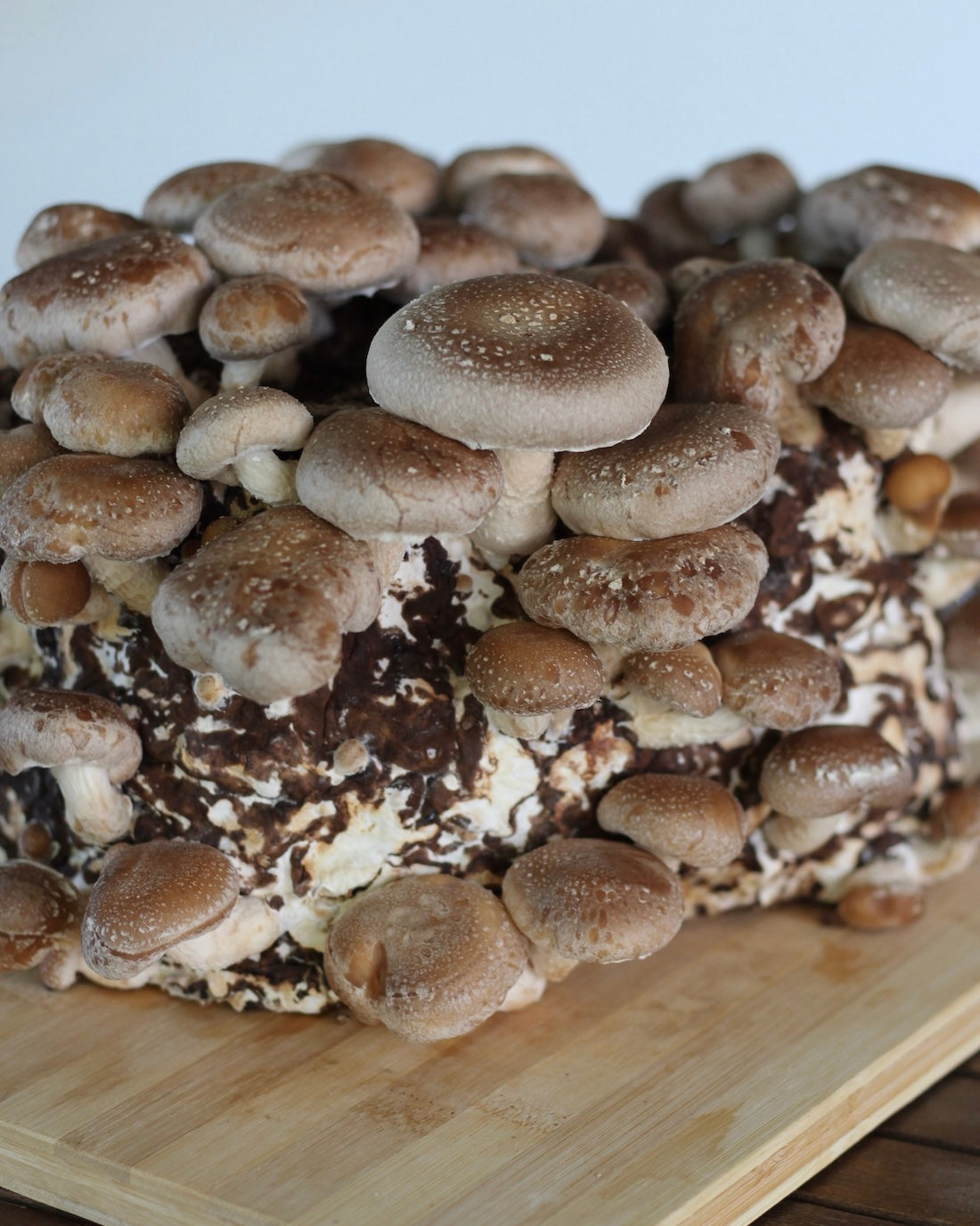 Shiitake Kit Blocco di Fruttificazione