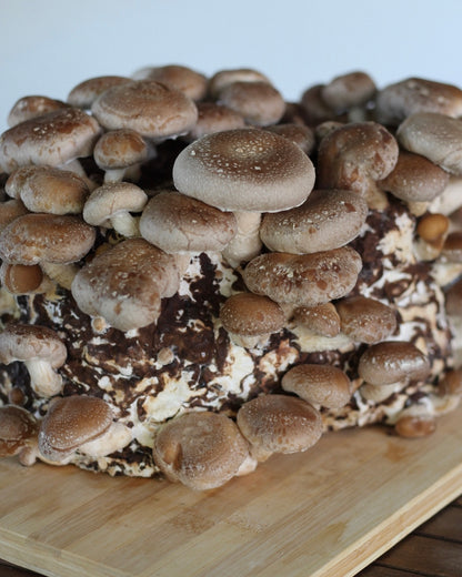 Shiitake Kit Blocco di Fruttificazione