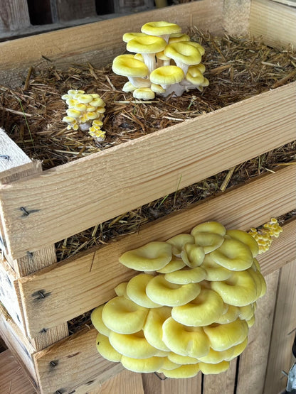 Kit per Cassetta di Funghi Ostrica Oro