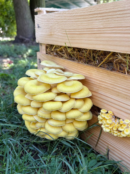 Kit per Cassetta di Funghi Ostrica Oro