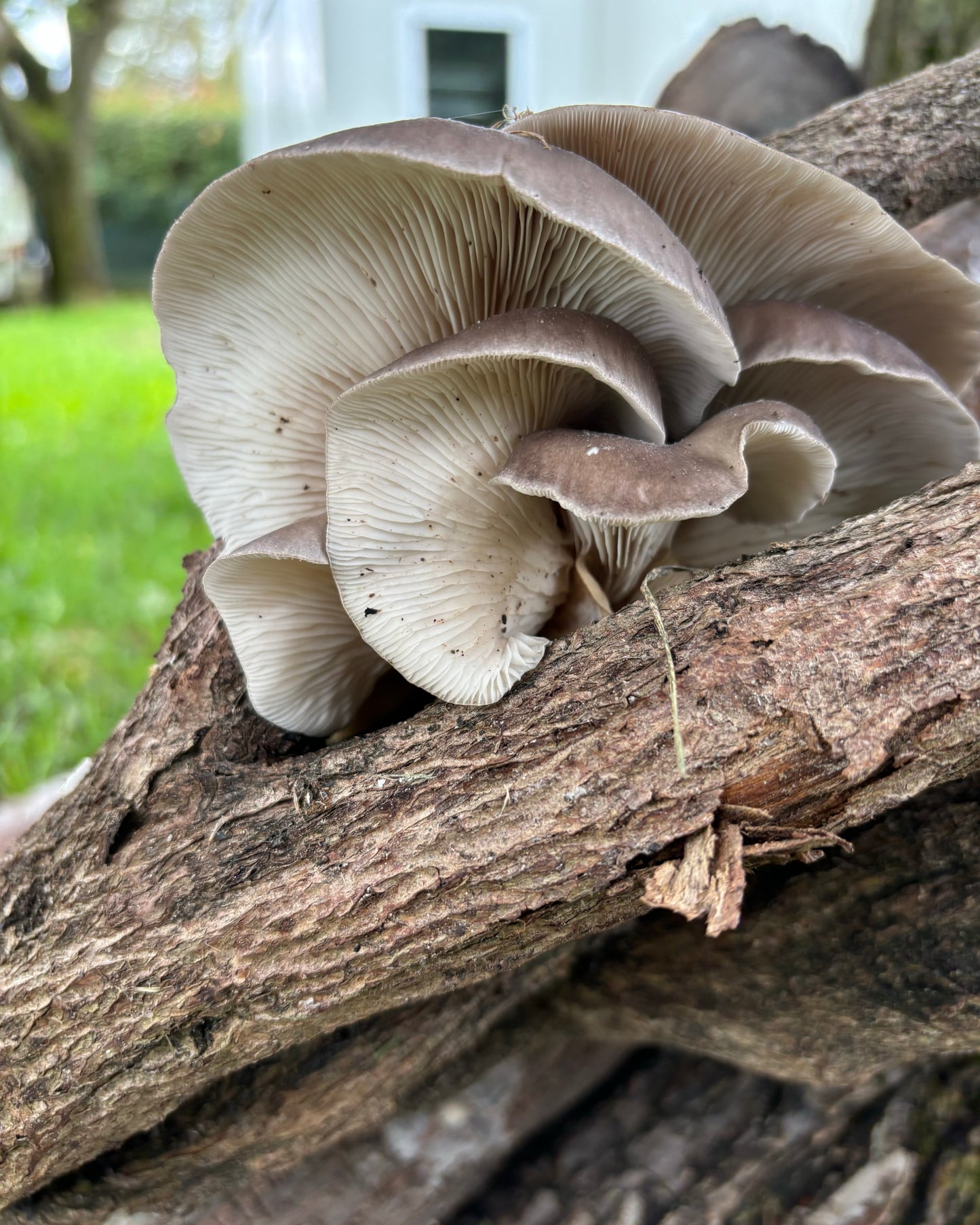 Un grappolo di funghi Ostrica (Pleurotus Ostreatus) cresciuti sulla superficie di un tronco di legno.