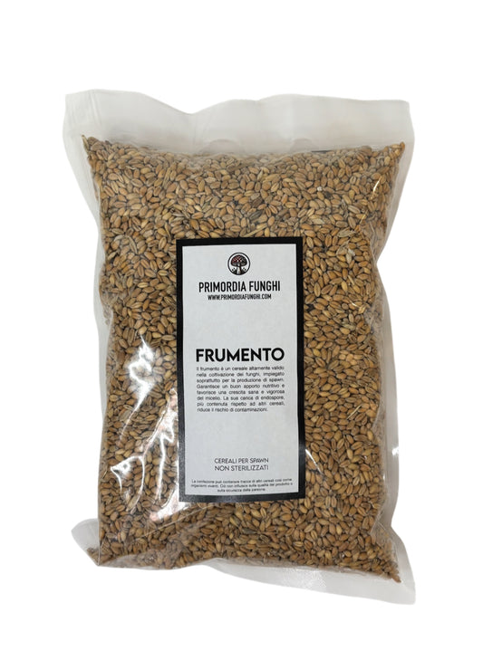 Frumento per la Coltivazione di Funghi
