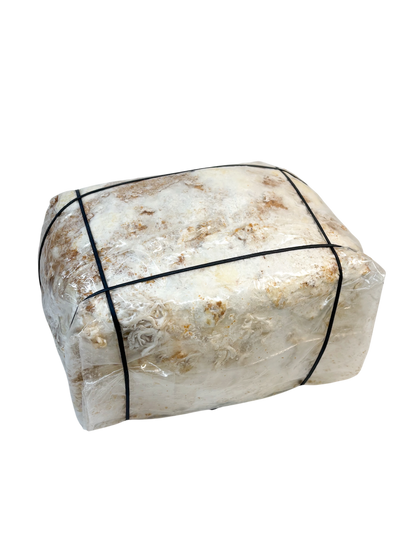 Elastici per Blocchi di Fruttificazione