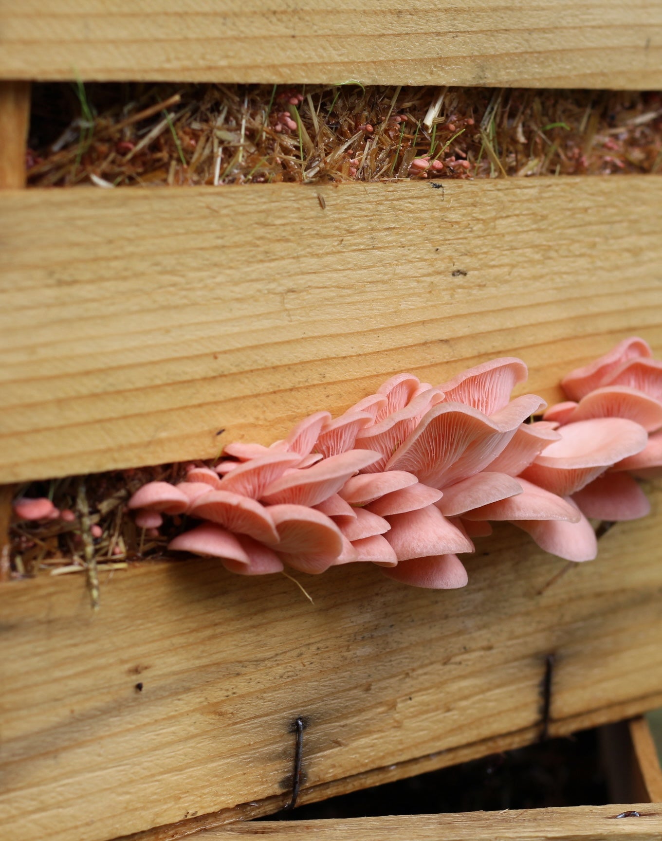 Kit per Cassetta di Funghi Ostrica Rosa