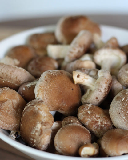 Shiitake Kit Blocco di Fruttificazione