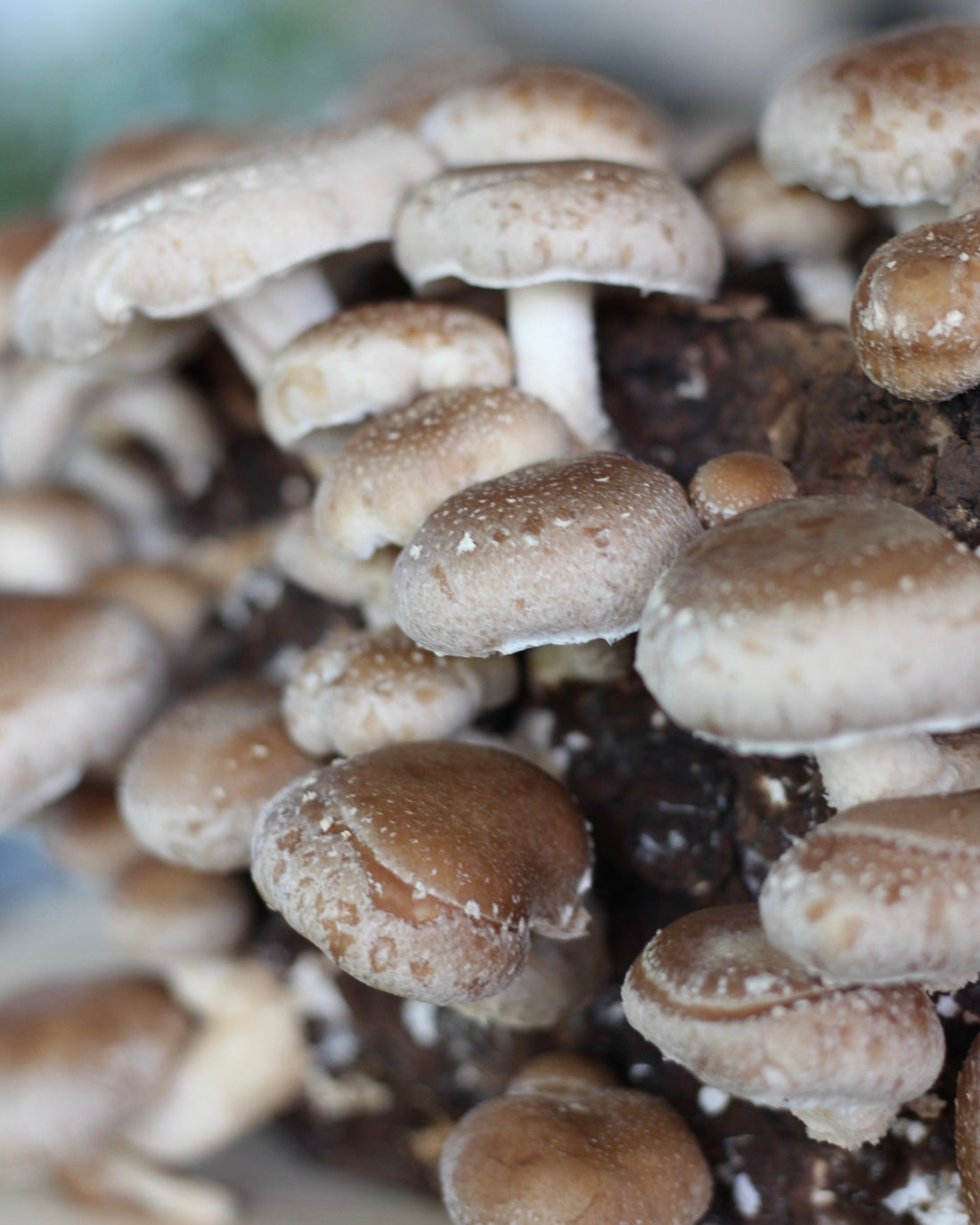 Shiitake Kit Blocco di Fruttificazione