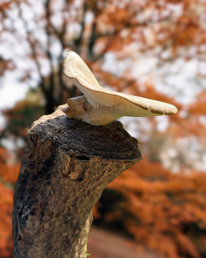 Un singolo fungo cresce sull'estramità di un tronco. Il fungo ha un cappello chiaro con lamelle visibili nella parte inferiore. Sullo sfondo si intravedono colori autunnali, sfocati, di alberi e foglie.