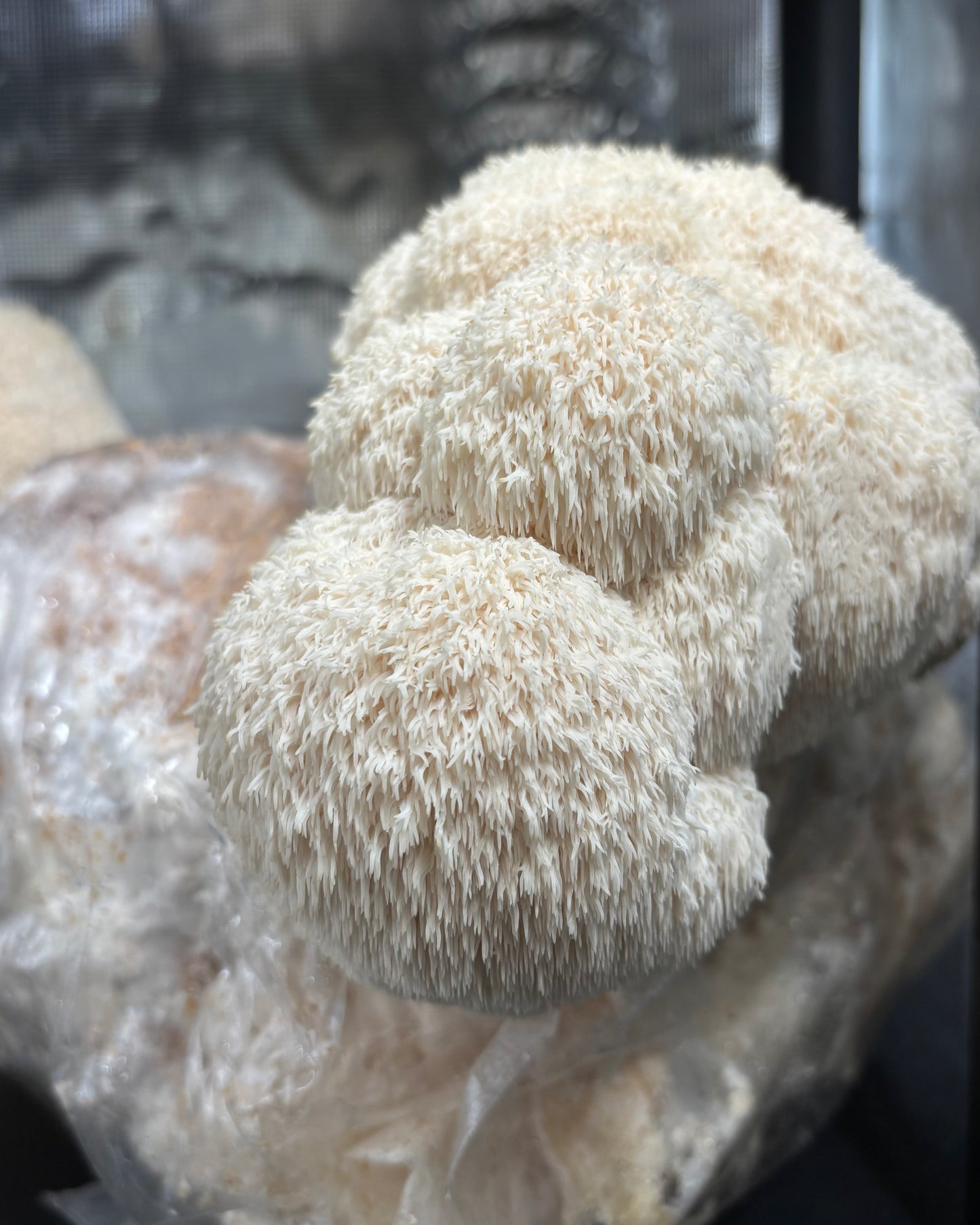 Criniera di Leone Kit Blocco di Fruttificazione