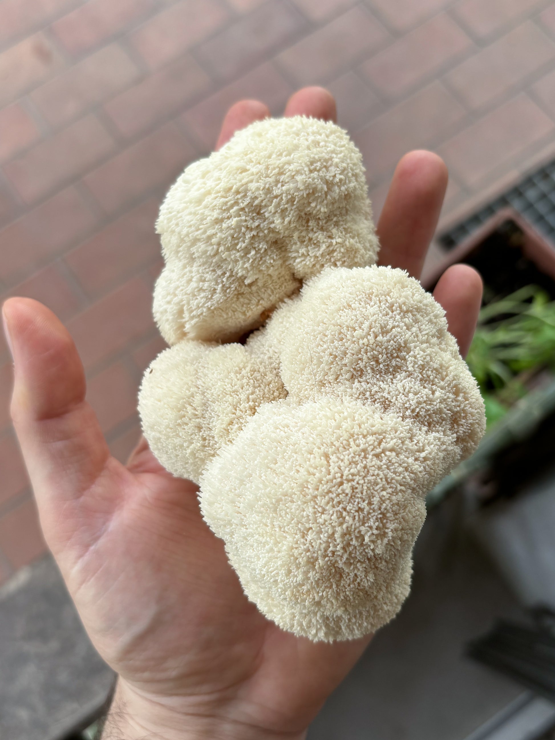 Una mano tiene un fungo Criniera di Leone (Hericium erinaceus) di colore bianco, con una struttura spugnosa e filamentosa.