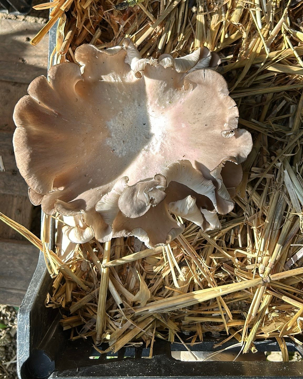 Immagine ravvicinata di un fungo Ostrica (Pleurotus Ostreatus) coltivato all'interno di una cassetta di plastica, su un substrato di paglia.