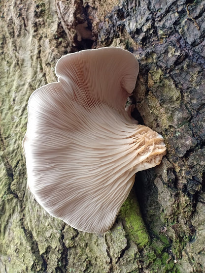 Primo piano di un fungo pleurotus cresciuto su un tronco di legno.