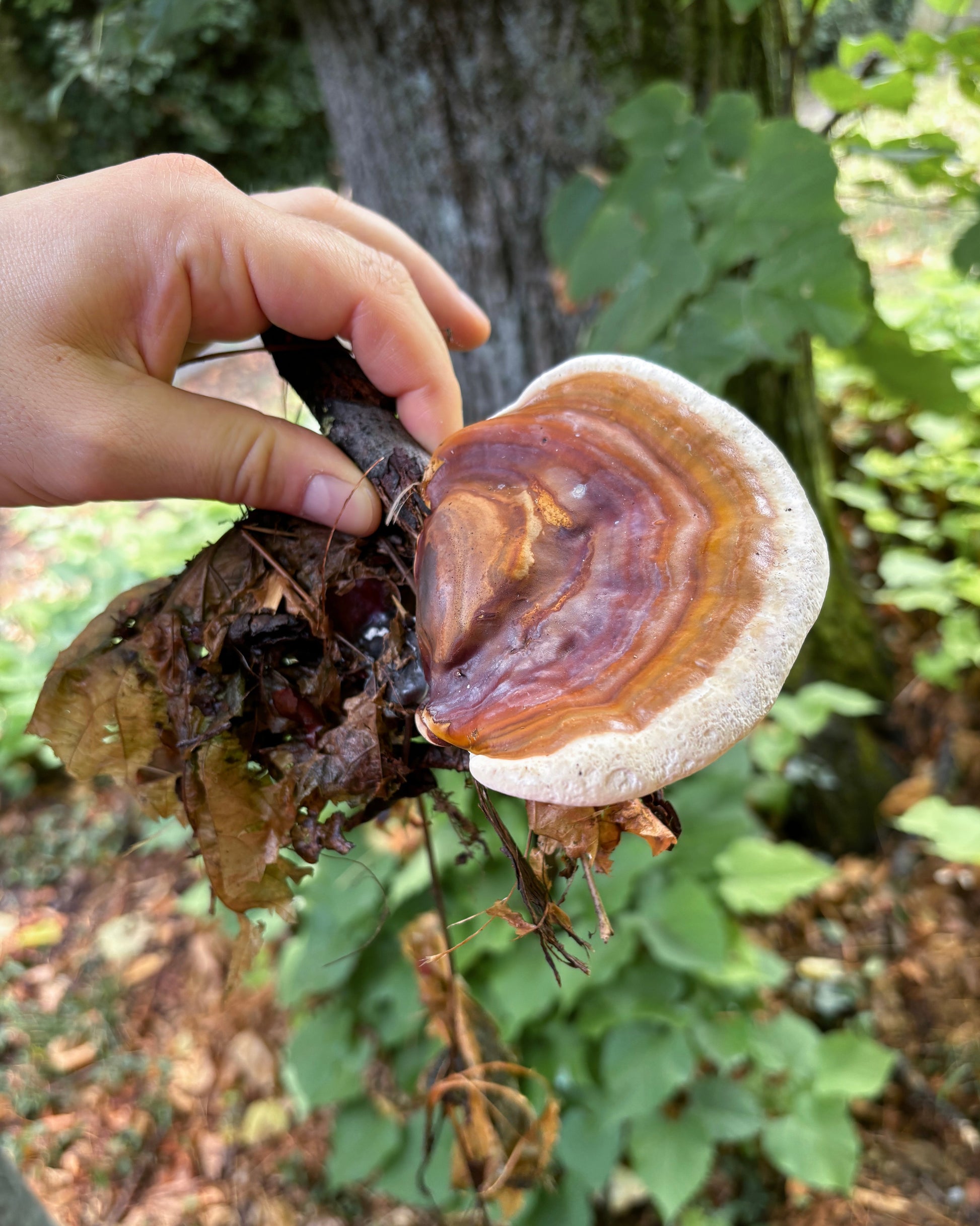 Una mano mostra un fungo Reishi (Ganoderma Lucidum) appena raccolto.