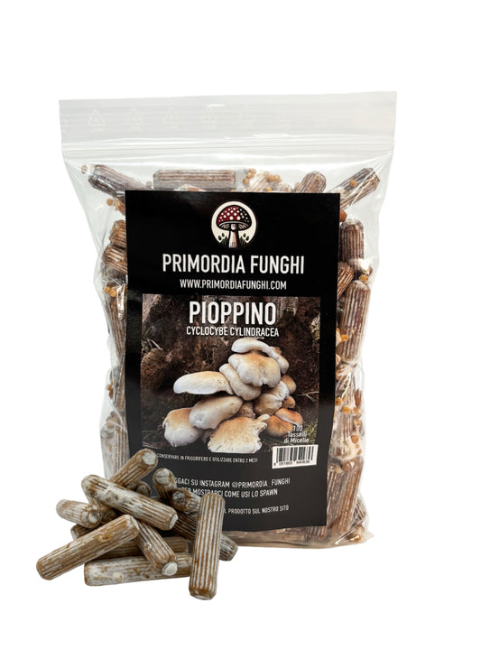 Tasselli di Micelio Fungo Pioppino