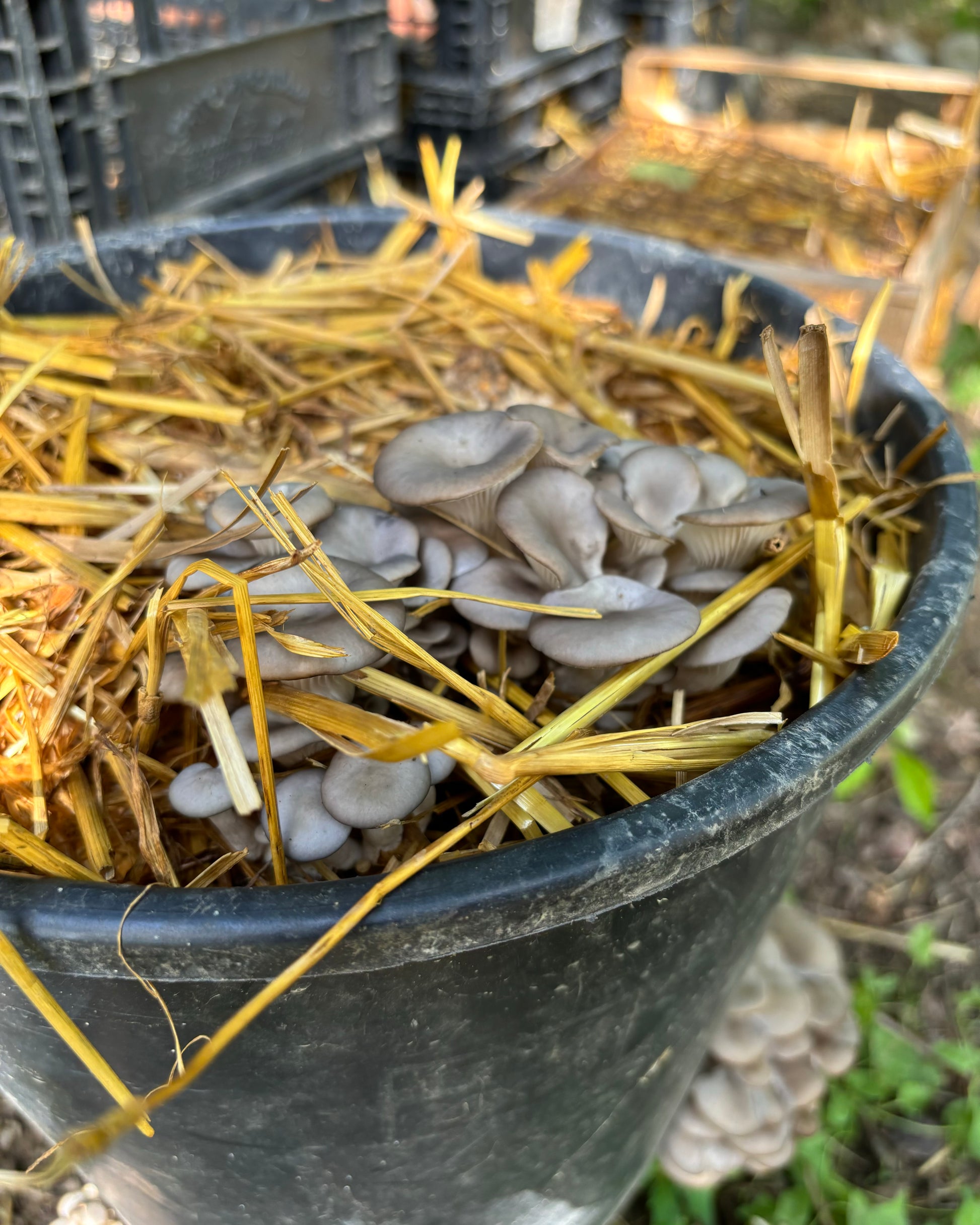  Grappolo di funghi Pleurotus (Ostrica) che crescono all'interno di un secchio su un substrato di paglia. 