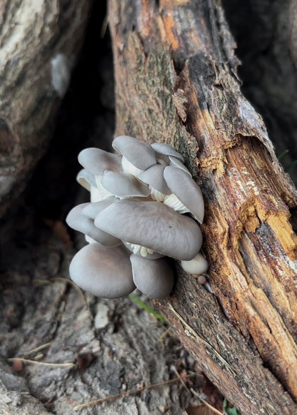 Un gruppo di funghi Pleurotus color grigio cresciuti su un tronco di legno. I funghi hanno cappelli lisci e sono raggruppati l’uno sopra l’altro.