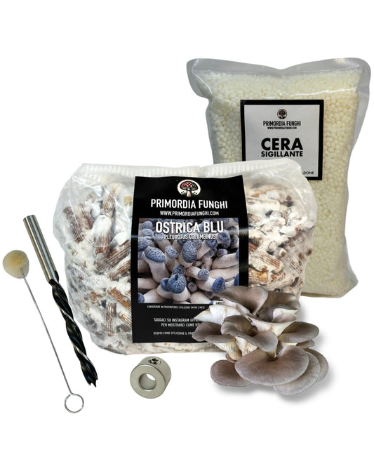 Ostrica Blu Set Coltivazione su Tronchi