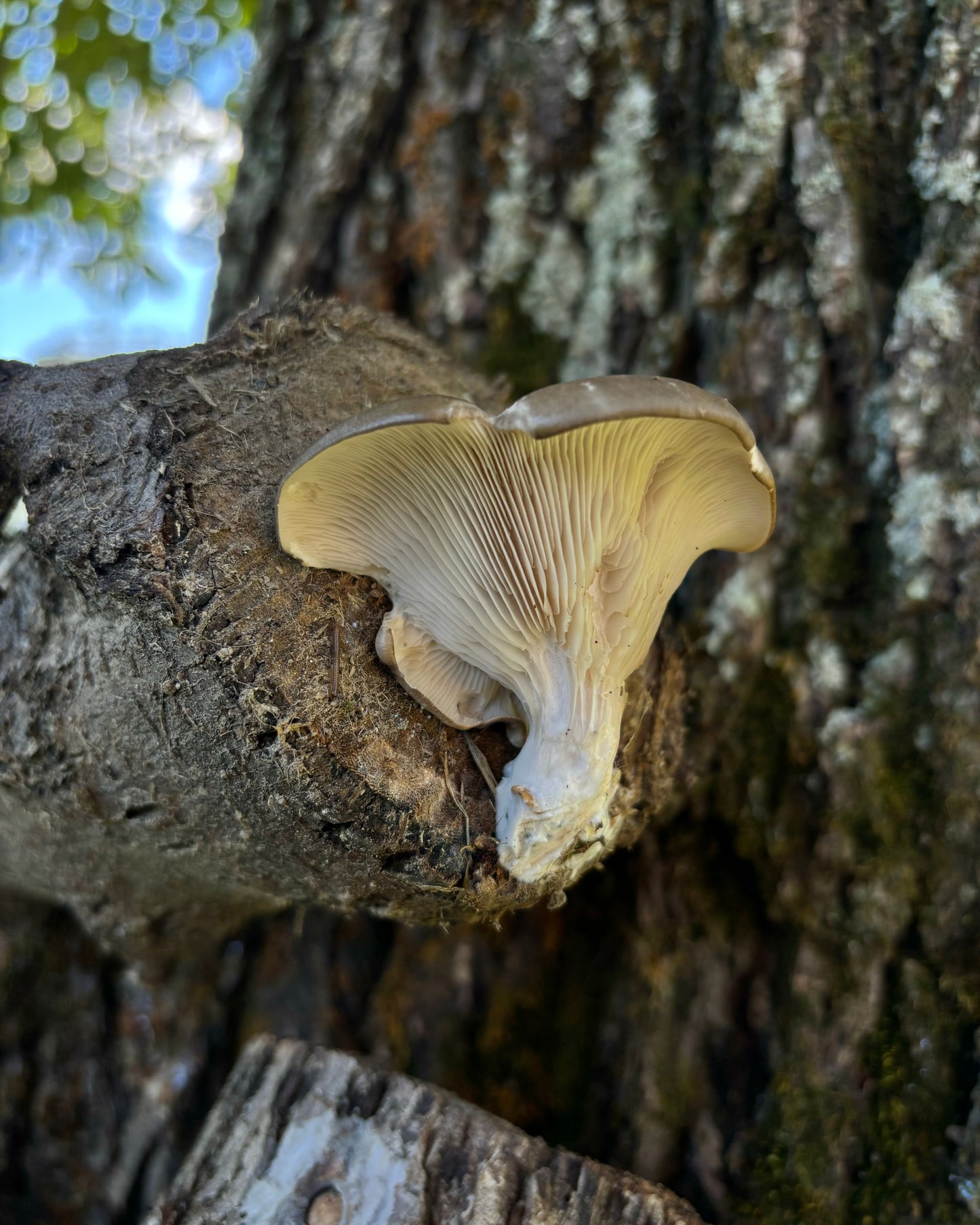 Un fungo Ostrica (Pleurotus Columbinus) cresciuto sull’estremità di un tronco di legno.