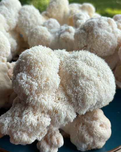 Criniera di Leone Kit Blocco di Fruttificazione