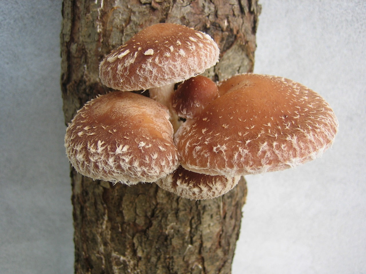 Primo piano di alcuni funghi Shiitake (Lentinula Edodes) cresciuti su un tronco di legno.