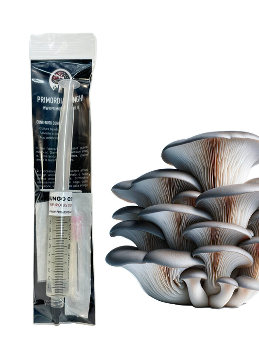 Confezione siringa di micelio in coltura liquida di fungo Ostrica (Pleurotus Ostreatus) comprensiva di salvietta disinfettante e ago ipodermico sterile confezionato. Alla destra un grappolo di funghi Ostrica.