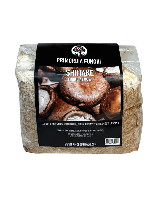 Spawn di Segatura Shiitake