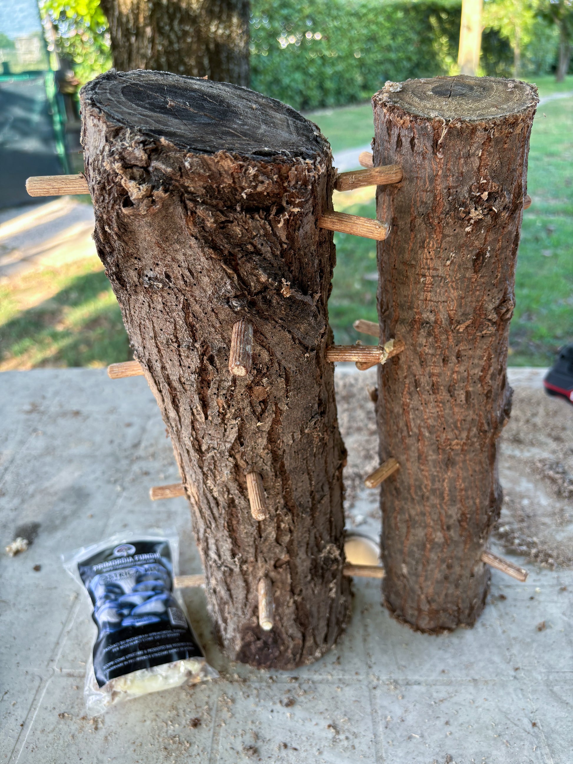 Tronchi di legno con tasselli di micelio parzialmente inseriti, con accanto una confezione di chiodi di micelio di Pleurotus Columbinus.